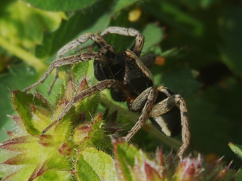 Alopecosa albofasciata